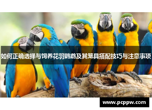 如何正确选择与饲养花羽鹦鹉及其笼具搭配技巧与注意事项
